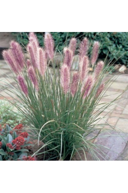 Пенісетум `Карлі Роуз` у квітучому стані